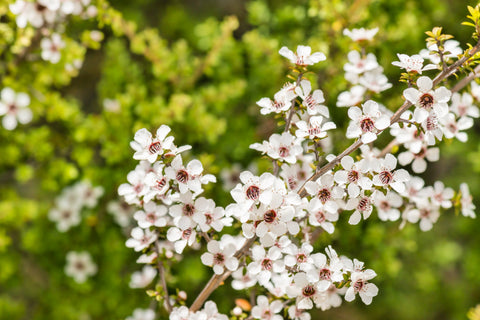 Manuka, meer dan alleen een mooie plant!